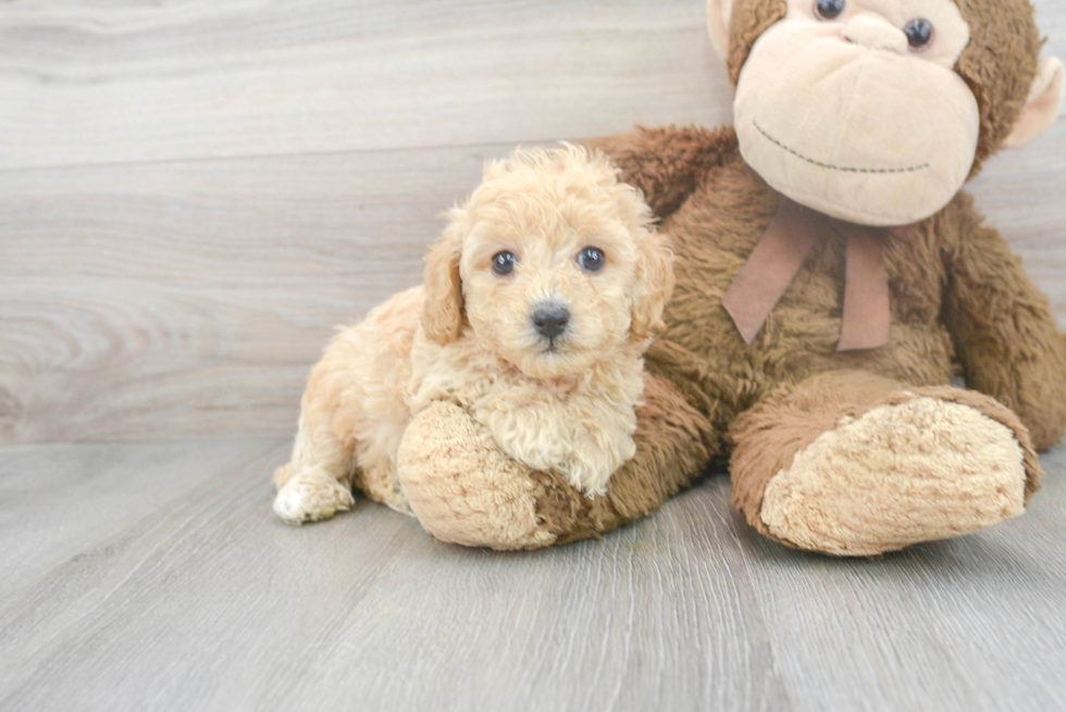 Petite Pudle Purebred Puppy