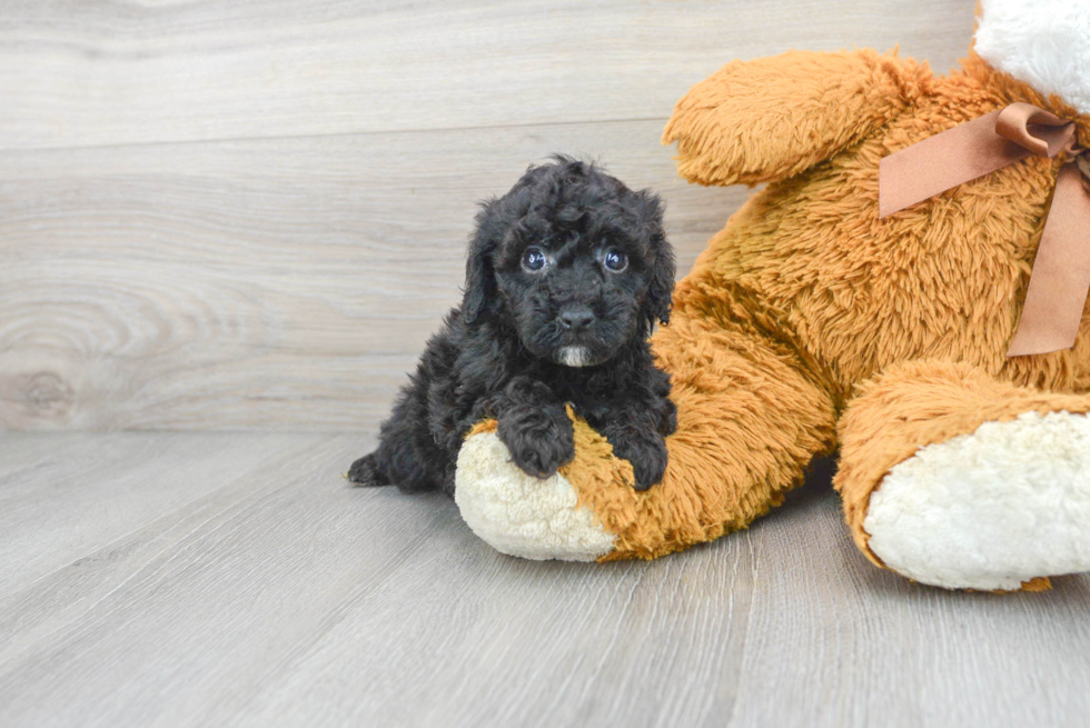 Poodle Pup Being Cute