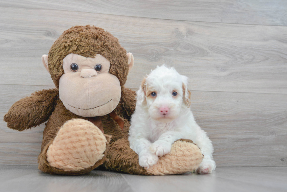 Friendly Poodle Baby