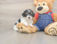 9 week old Poodle Puppy For Sale - Premier Pups