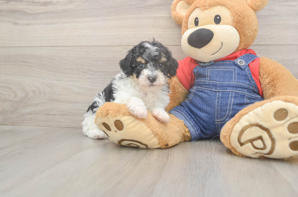 6 week old Poodle Puppy For Sale - Premier Pups