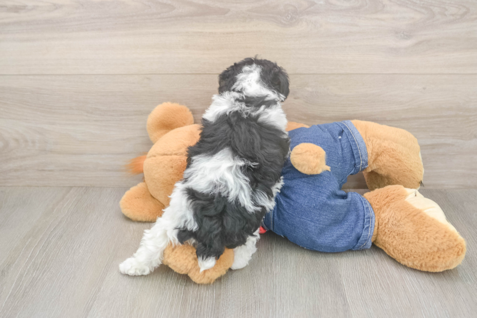 Playful Poodle Baby