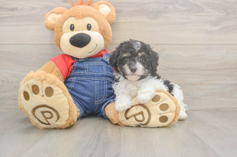 6 week old Poodle Puppy For Sale - Premier Pups