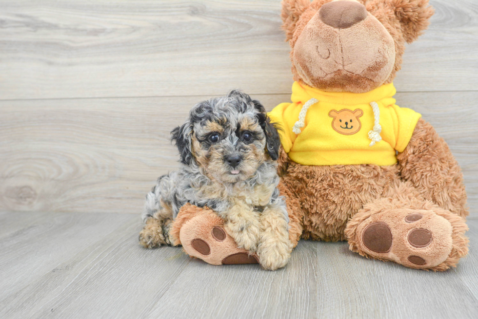 Cute Pudle Purebred Puppy