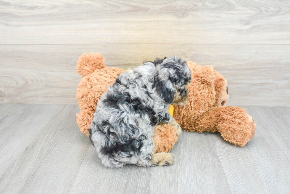 Popular Poodle Purebred Pup