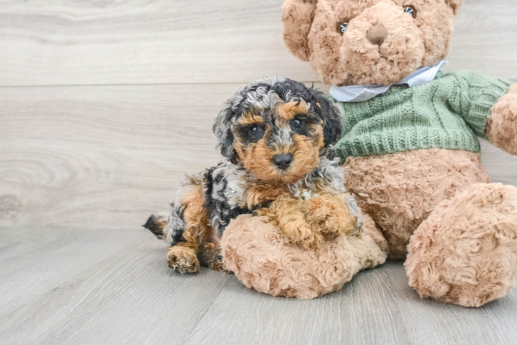 Poodle Pup Being Cute