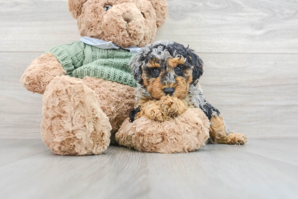 Poodle Pup Being Cute