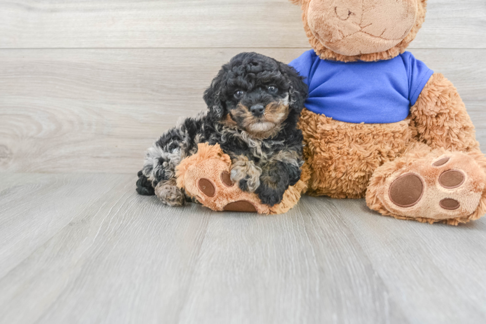 Popular Poodle Purebred Pup