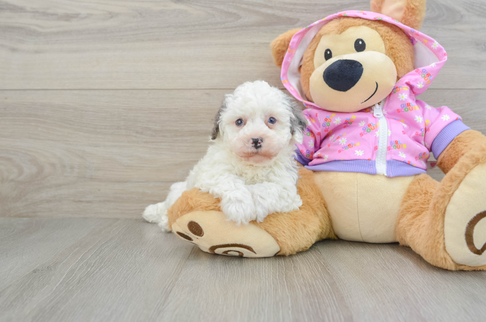 7 week old Poodle Puppy For Sale - Premier Pups