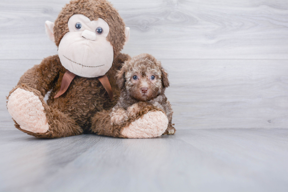 Poodle Puppy for Adoption