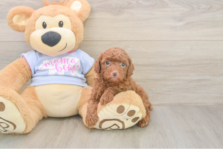 Adorable Toy Poodle Purebred Puppy