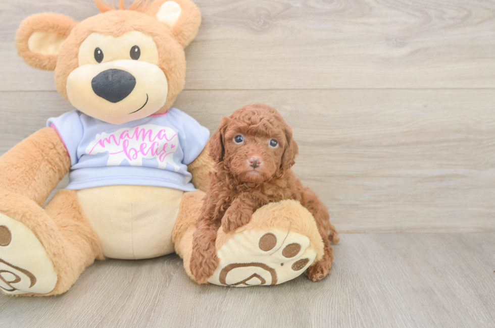 5 week old Poodle Puppy For Sale - Premier Pups