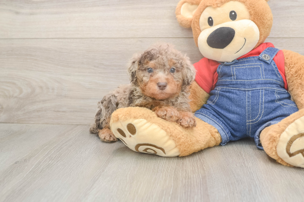 6 week old Poodle Puppy For Sale - Premier Pups
