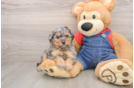 Petite Pooodle Purebred Puppy