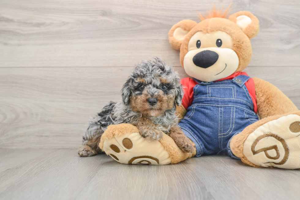 Friendly Poodle Baby