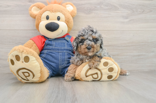 Cute Pudle Purebred Puppy