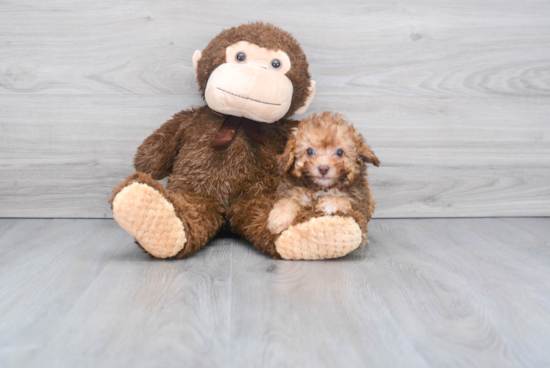 Poodle Pup Being Cute