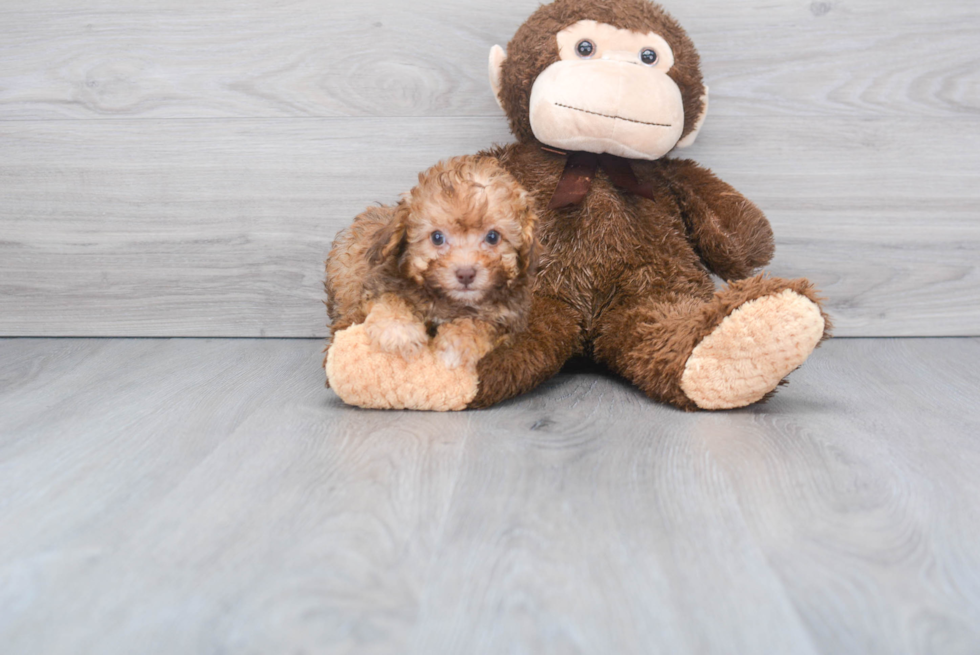 Poodle Pup Being Cute