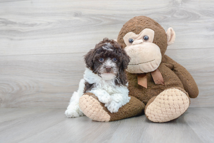 Cute Poodle Purebred Pup