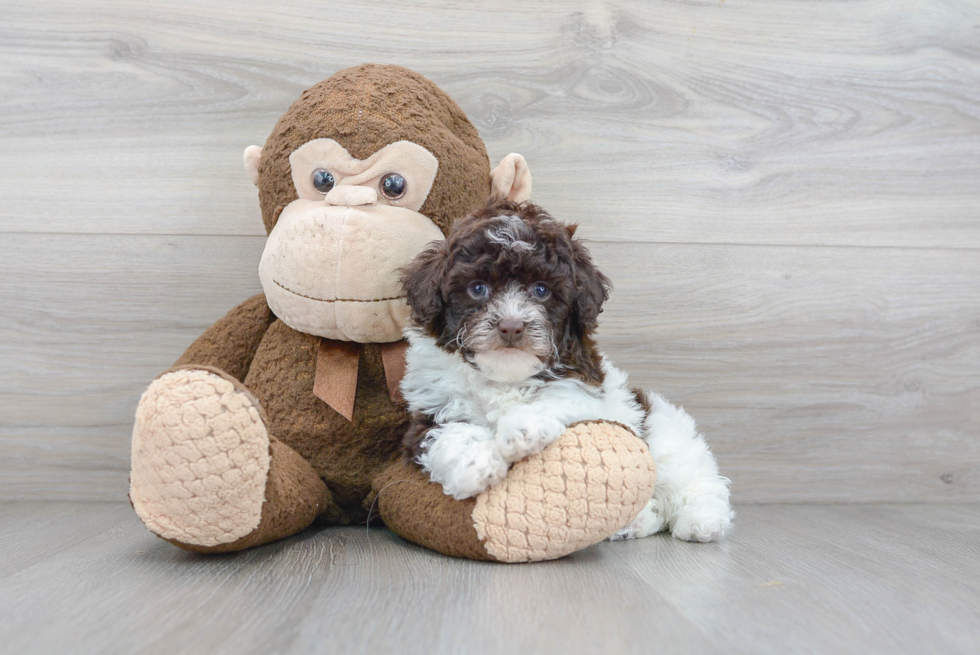 Cute Poodle Purebred Pup