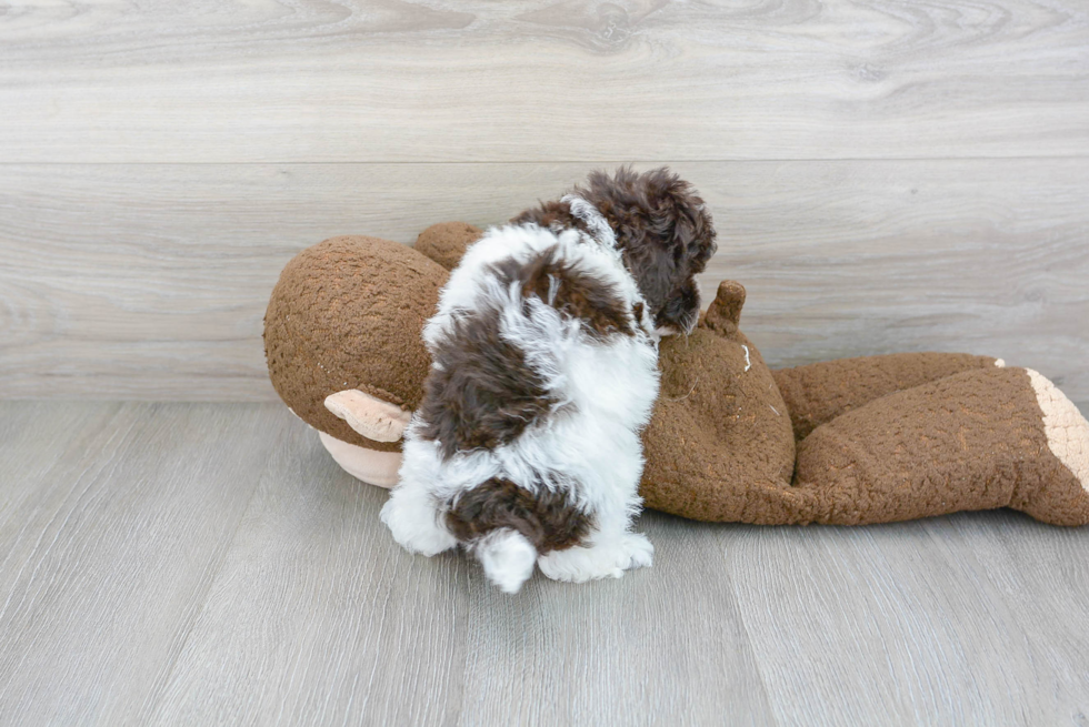 Cute Poodle Baby