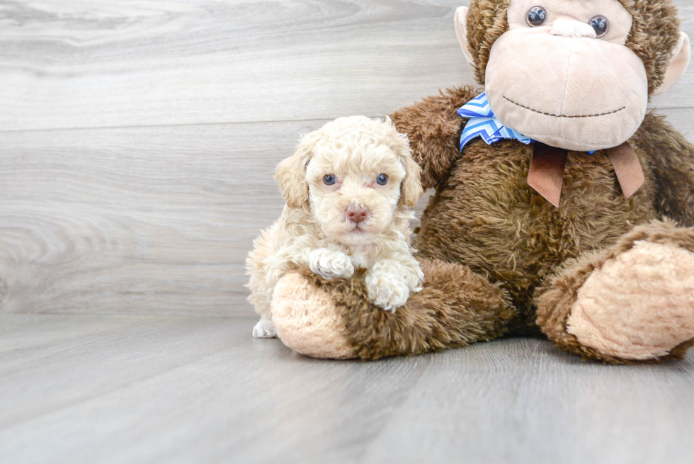 Cute Poodle Purebred Pup