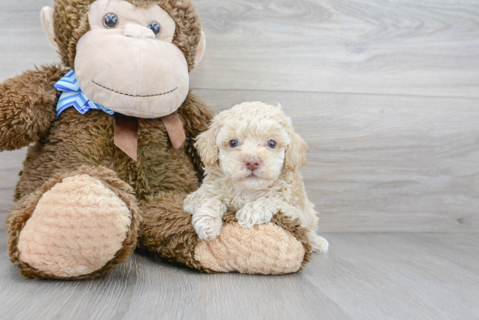Poodle Puppy for Adoption
