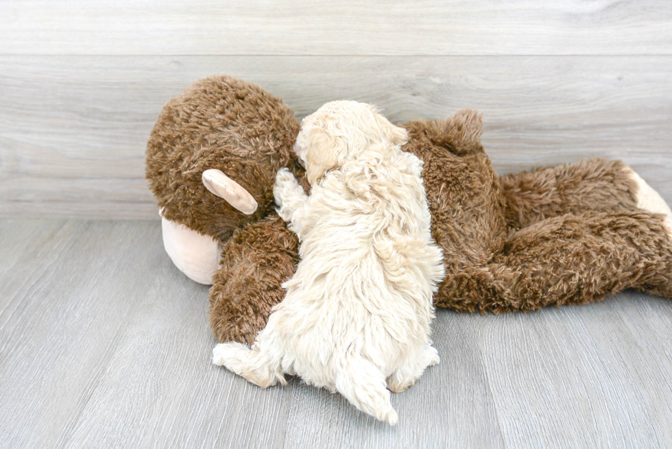 Cute Pudle Purebred Puppy