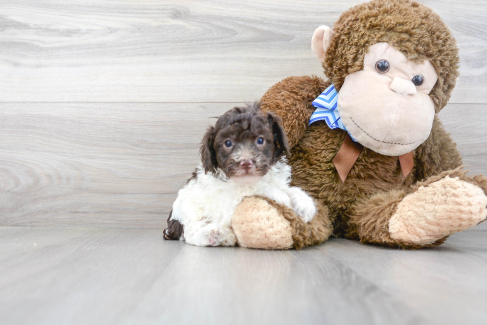 Hypoallergenic Poodle Purebred Pup