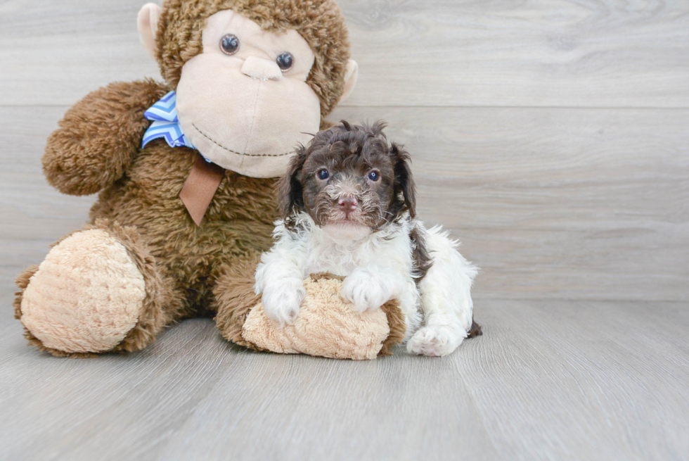 Poodle Puppy for Adoption