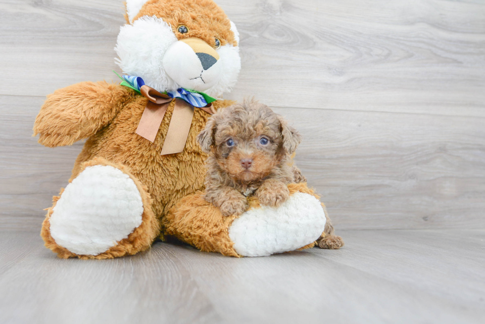 Poodle Pup Being Cute