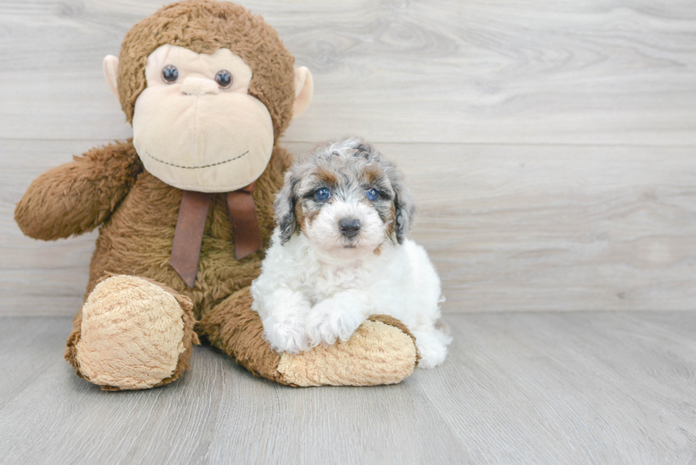 Poodle Pup Being Cute