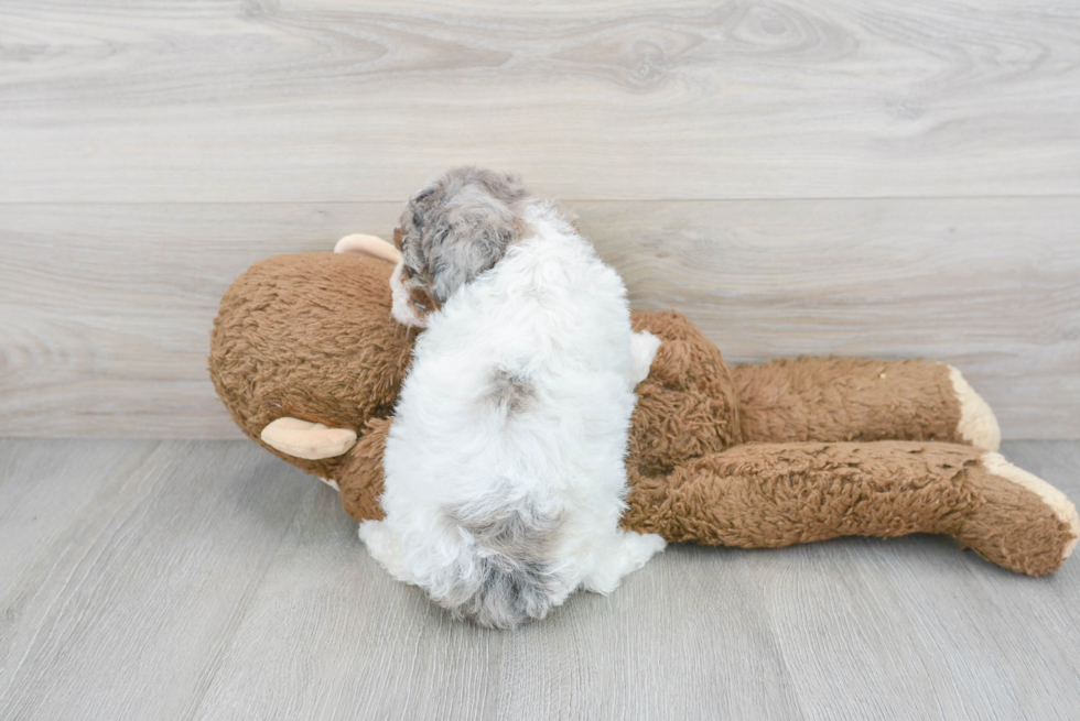 Playful Poodle Baby