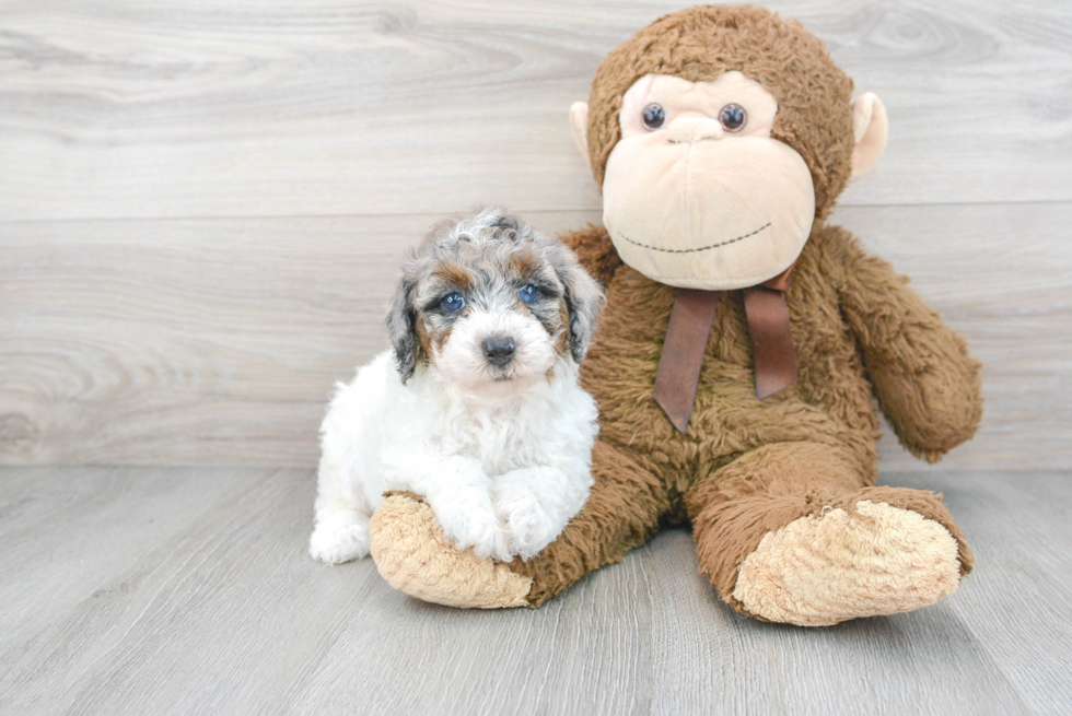 Playful Poodle Baby