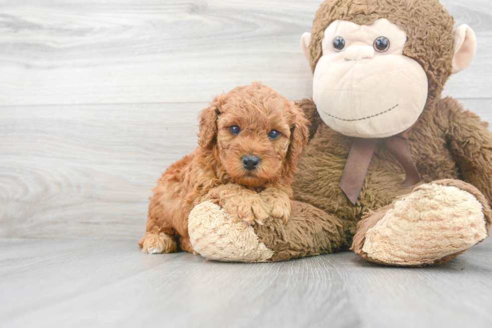 Poodle Pup Being Cute