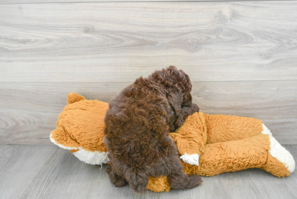 Playful Poodle Baby