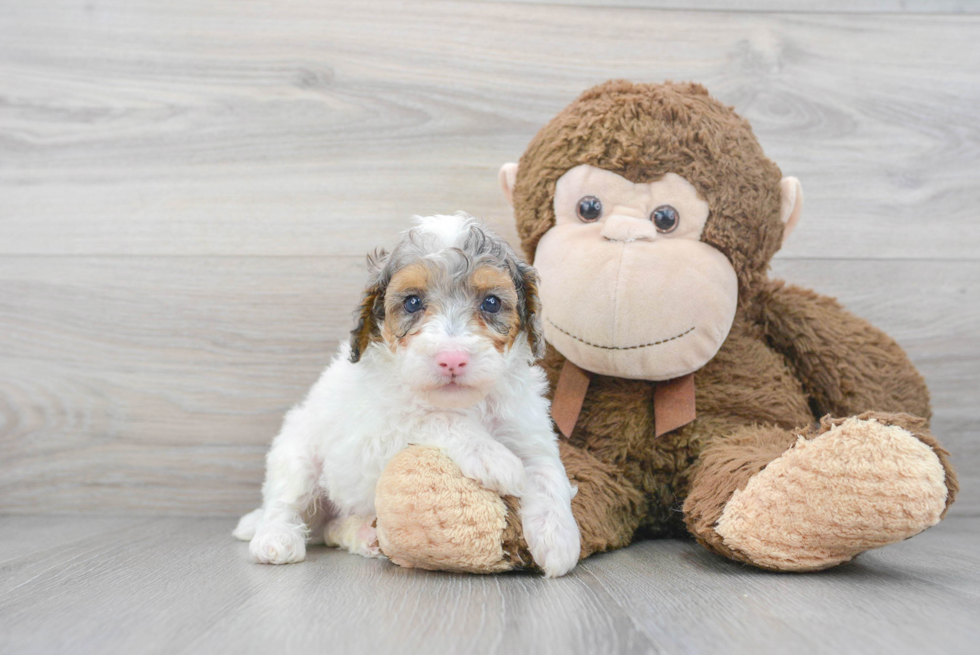 Poodle Pup Being Cute