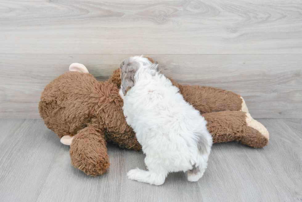 Adorable Pudle Purebred Puppy