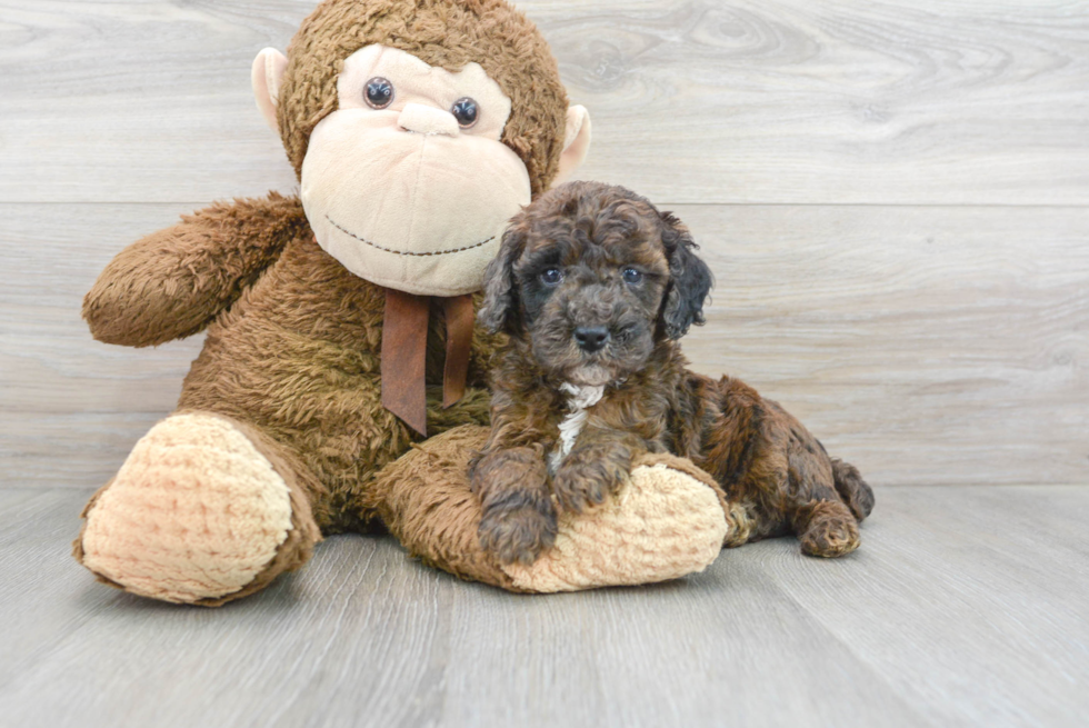 Cute Poodle Purebred Pup