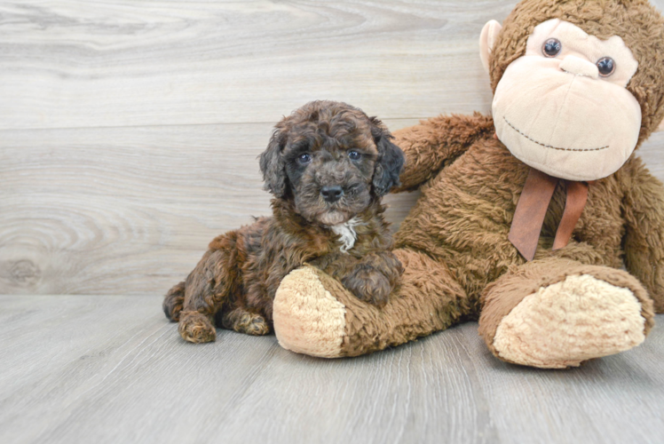 Poodle Puppy for Adoption