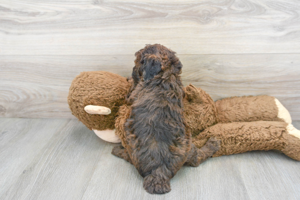 Cute Pudle Purebred Puppy