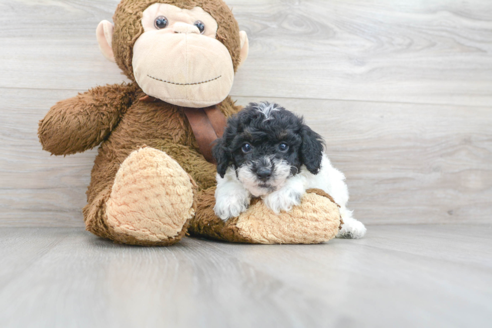 Little Poodle Purebred Pup