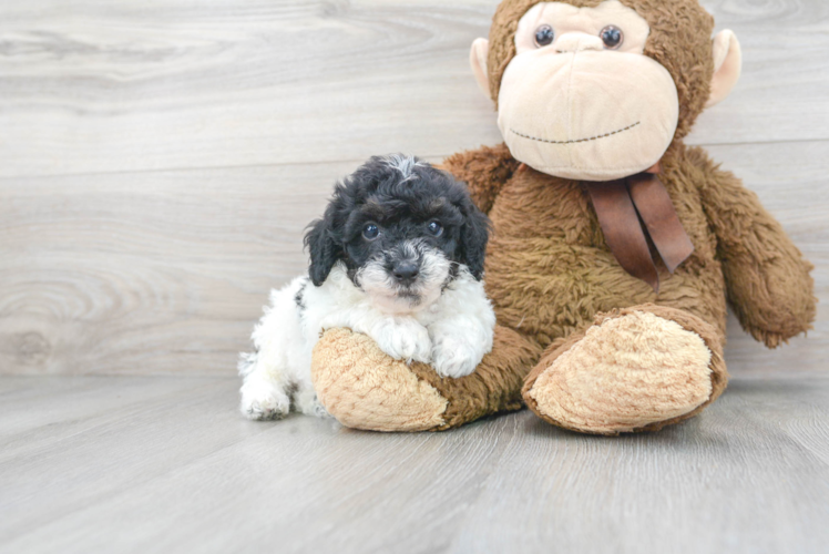 Fluffy Pudle Purebred Puppy