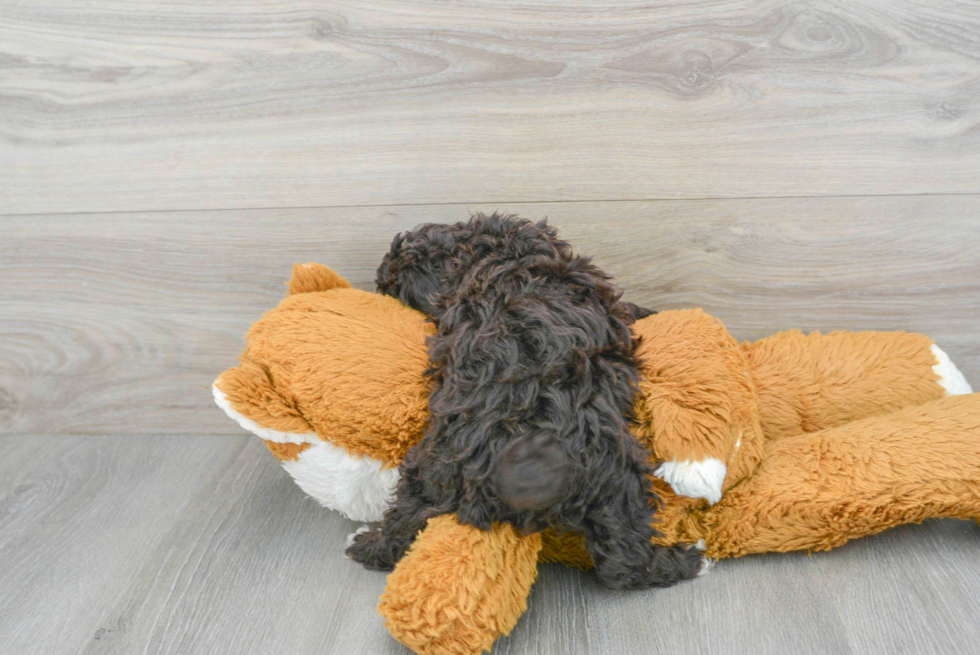 Best Poodle Baby