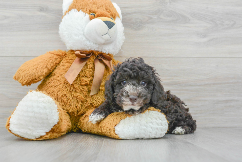 Energetic Pudle Purebred Puppy