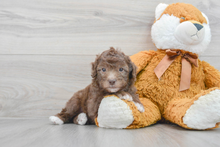 Small Poodle Purebred Pup