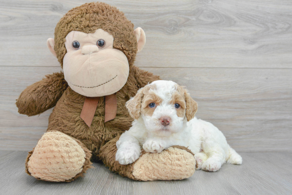 Hypoallergenic Poodle Baby