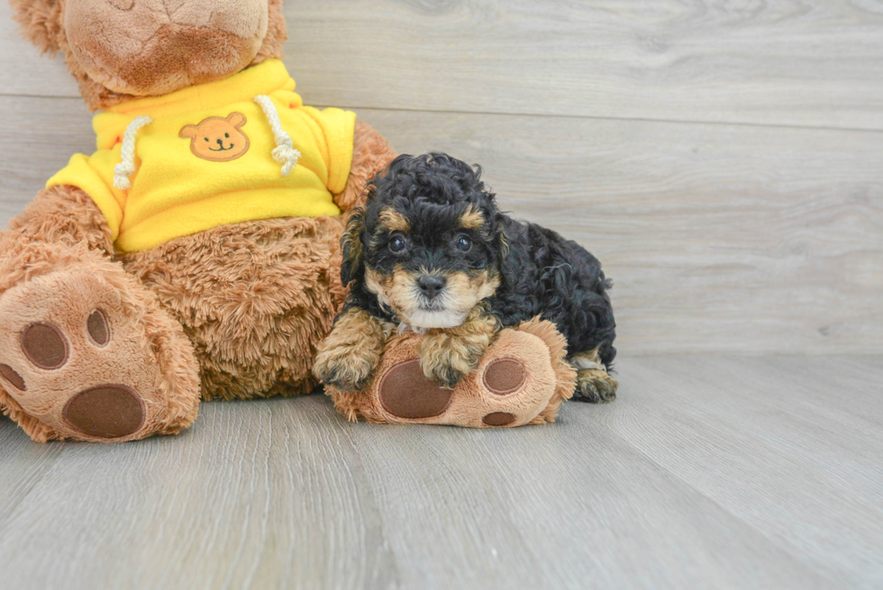 Fluffy Pudle Purebred Puppy