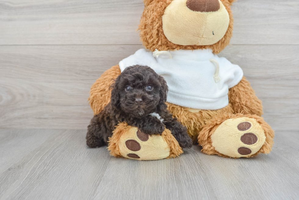 Playful Poodle Purebred Pup