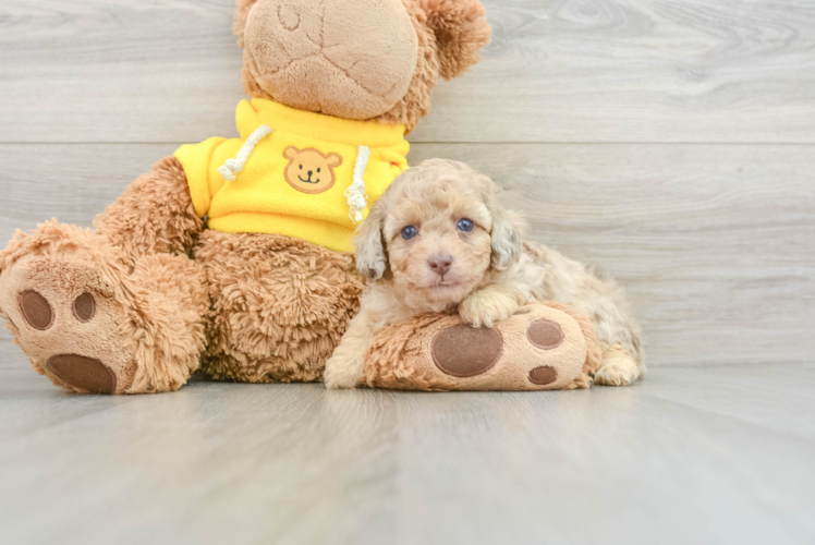 Little Poodle Purebred Pup